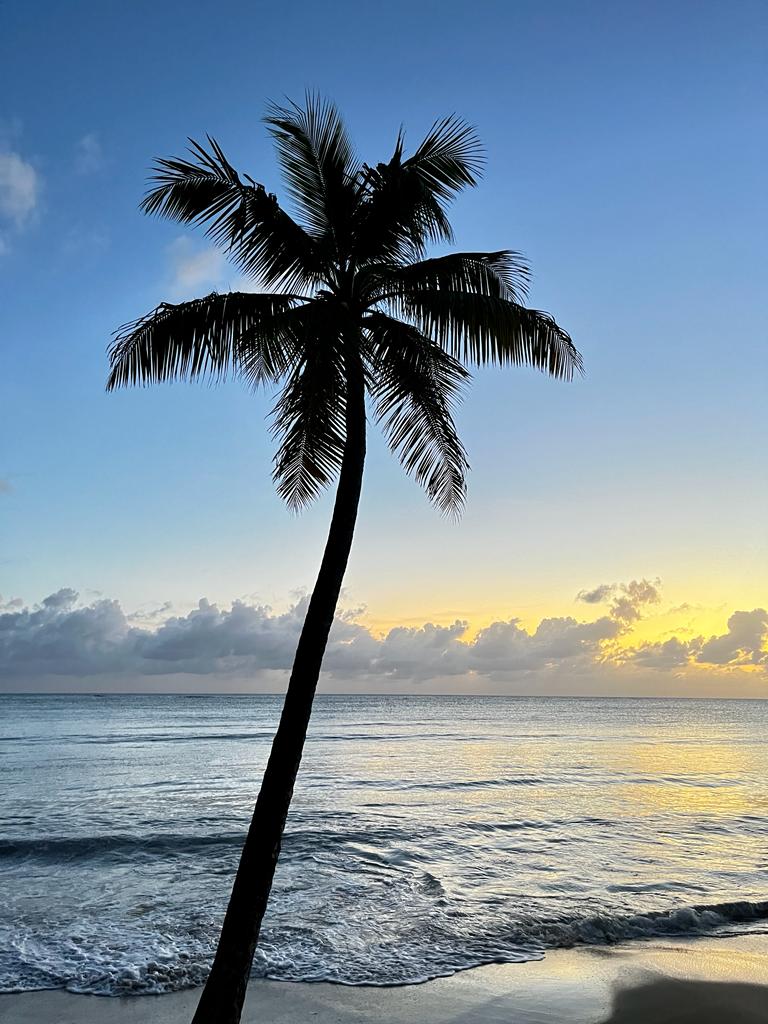 palmier penché sur la mer
